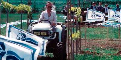 Mann fährt kleine Traktor durch enge Weinspalier